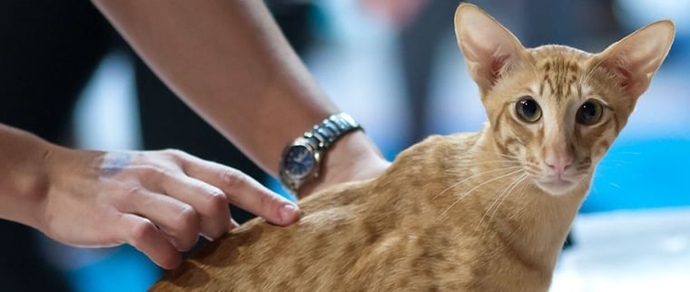 Chat mandarin